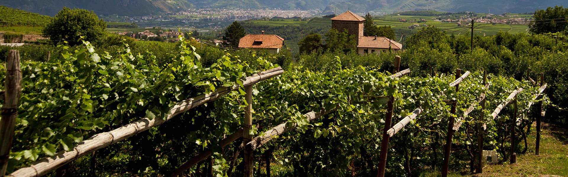 Gutshofdestillerie Walcher